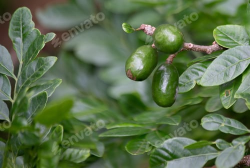 Preview: A Siriguela Fruit Growing In The Tree. Spondias Purpurea Fruits Is Commonly Known As Jocote