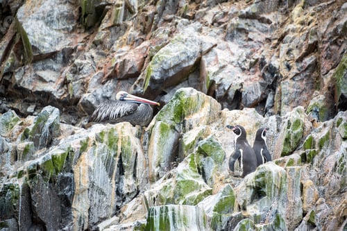 Preview: Brown Pelican And Humboldt Penguins On A Rock In The Ballestas Islands Near Paracas, Peru