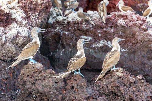 Preview: Three Blue Footed Boobies On A Rock On Isabela Island In The Galapagos Islands In Ecuador