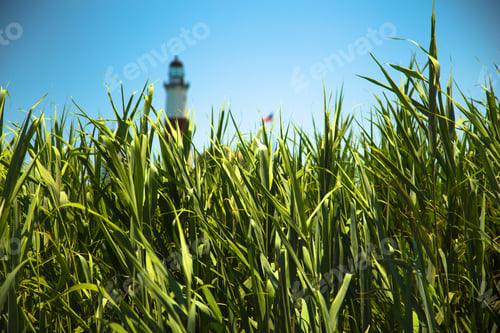 Preview: Coastal Reeds With Historic Montauk Lighthouse In Background