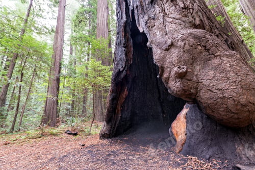 Preview: Closeup View Of A Burnt Out Redwood Tree In Humboldt Redwoods State Park In California