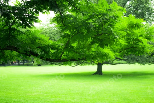 Preview: Beautiful Greenery Of Lush Summer Tree And Green Grass