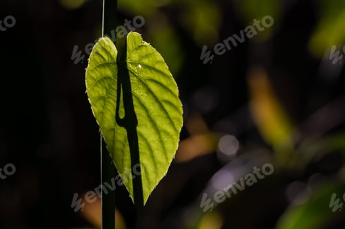 Preview: The Evening Sun Rays Reflecting Off A Green Leaf. Structure Of A Leaf. Central Vein, Secondary