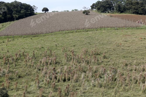 Preview: View Of Rural Landscape On Countryside Of Brazil