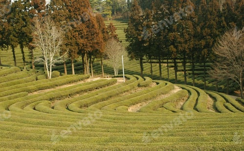 Preview: Green Tea Plantation