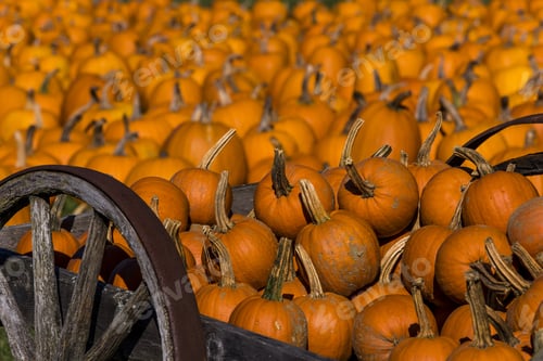 Preview: A Close View Of Pumpkins On A Wagon At A Farmers Market In Vermont.
