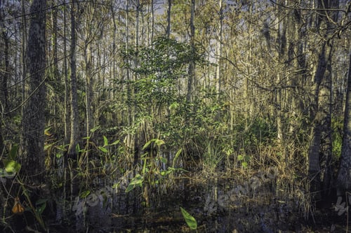 Preview: Florida Tropical Forest Swamp