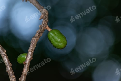 Preview: A Siriguela Fruit Growing In The Tree. Spondias Purpurea Fruits Is Commonly Known As Jocote