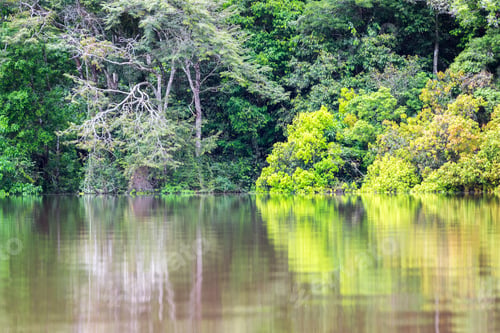 Preview: Reflection Of Lush Green Water In The Amazon Rain Forest In Brazil