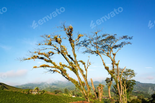 Preview: Early Morning Landscape View Of A Tree And Hills Covered In Coffee Plants Near Manizales, Colombia