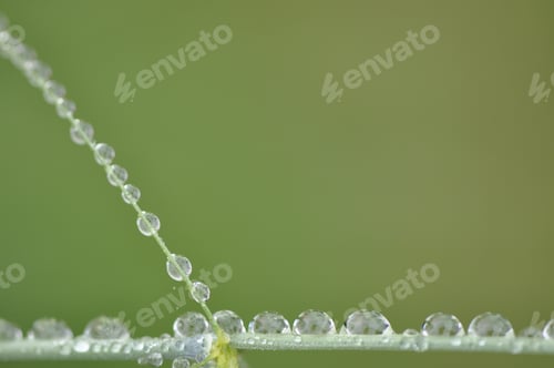 Preview: Dew Drop On Grass Blade