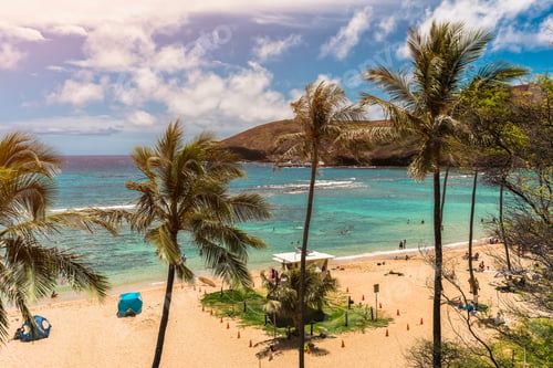 Preview: Palm Trees On Hanauma Beach With People Relaxing And Snorkeling In Clear Water Bay. Light Effect