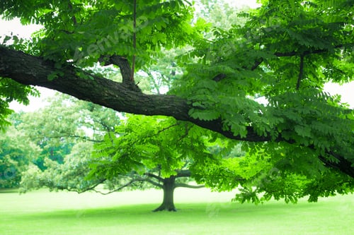 Preview: Beautiful Greenery Of Lush Summer Tree And Green Grass
