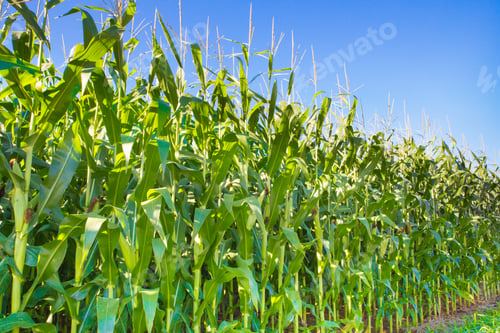 Preview: Close-Up Of Rows Of Corn On Farm