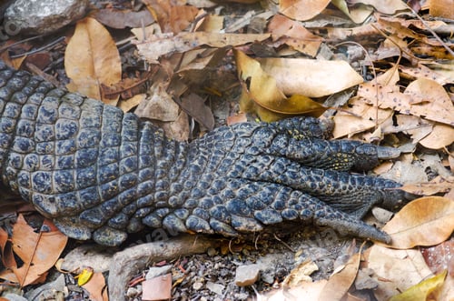 Preview: A Closeup View Of The Paw Of A Crocodile