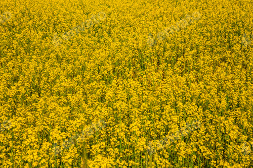 Preview: Beautiful Field Of Yellow Crop Cover Flowers