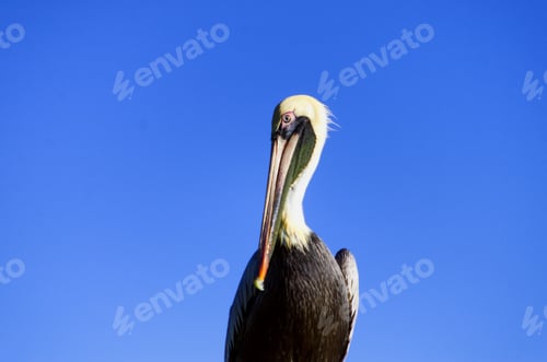 Preview: Closeup Of Pelican In Rio Lagartos, Mexico