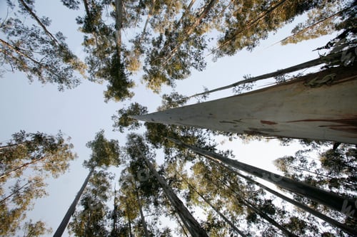 Preview: Eucalyptus Forest At Countryside Of Brazil. Wide Angle View From Below