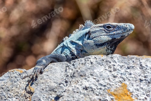 Preview: Iguana On The Ruins Of The Ancient Mayan City Of Ek Balam Near Valladolid, Mexico