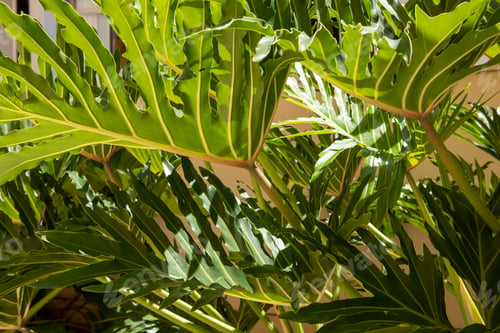 Preview: Monstera Philodendron Close Up. Plant Green Leaf