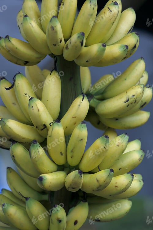 Preview: Bunch Of Banana Gold To Sale In Market
