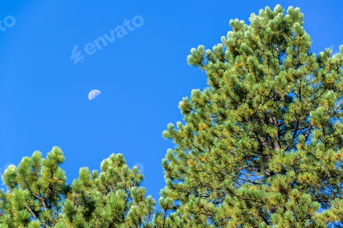 Preview: View Of A Pine Tree With The Moon Visible In The Sky Near Story, Wyoming