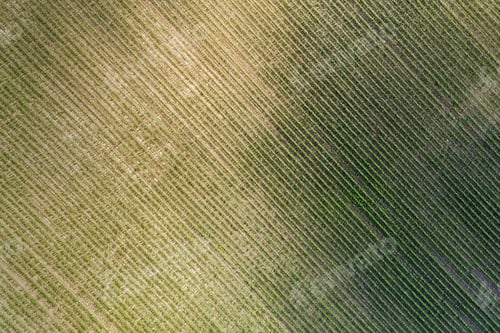 Preview: Aerial Top View Of A Farm Field With Rows