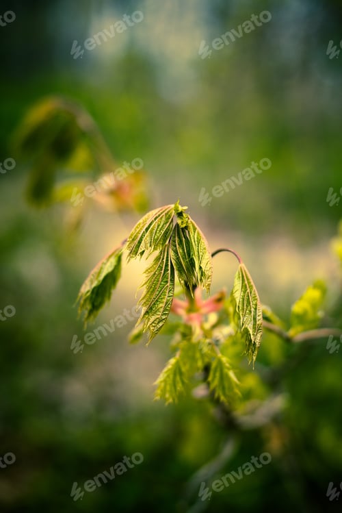 Preview: Image Of Dead Wilted Plant