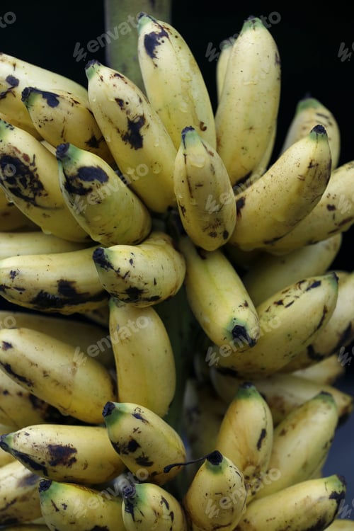 Preview: Bunch Of Banana Gold To Sale In Market