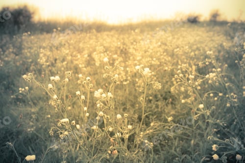 Preview: Nature Image With Delicate White Flower In A Meadow Of Wildflowers With Golden Morning Light