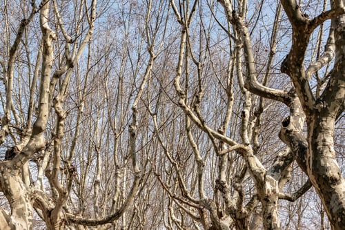 Preview: Leafless Trees In A Park In Girona, Spain