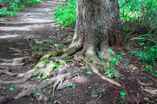 Preview: Nature Image Tree In Forest With Roots