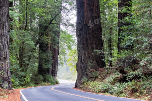 Preview: Road Passing By Huge Redwood Trees In Humboldt Redwoods State Park In California