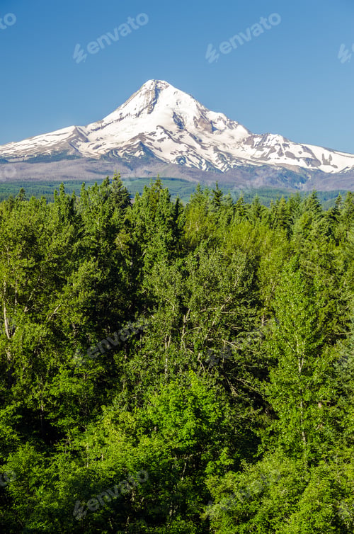 Preview: Vertical View Of Mt. Hood Rising Above A Forest In Oregon