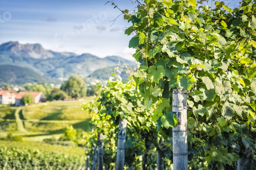 Preview: Vineyard Countryside, Spain. Shallow Depth Of Field