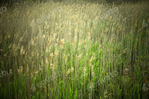 Preview: Tall Grass Nature Image From Coastal Area