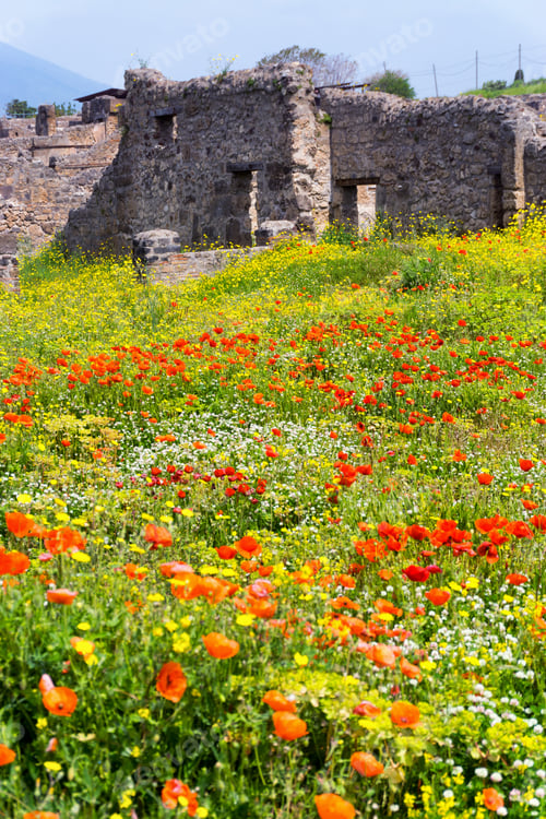 Preview: Field Of Flowers In The Ruins Of Pompeii, Italy.