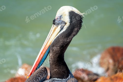 Preview: Closeup Portrait Of A Brown Pelican In Paracas, Peru
