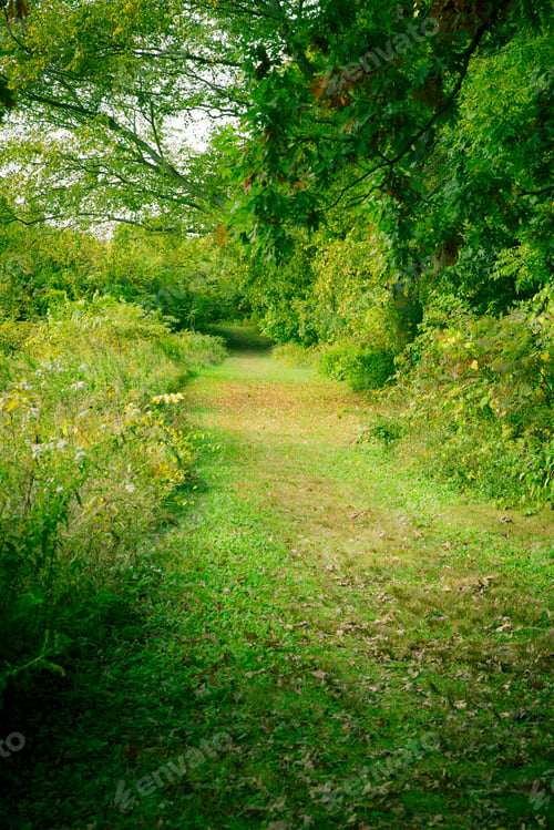 Preview: Beautiful Green Hiking Nature Path Through Lush Park Woods