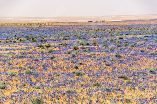 Preview: Purple Flowers Covering The Sahara Desert Near Douz, Tunisia