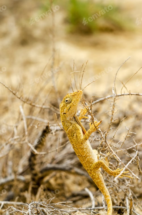 Preview: Closeup View Of A Small Yellow Lizard In La Guajira, Colombia