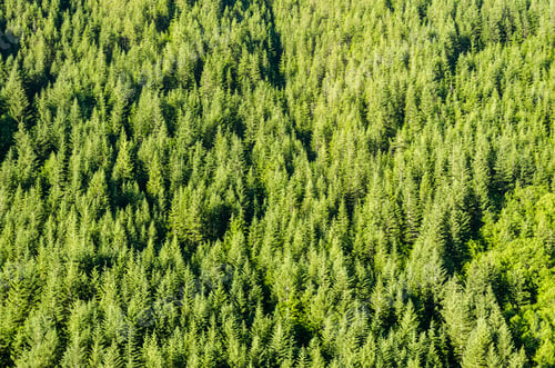 Preview: Dense Beautiful Green Pine Tree Forest In Oregon