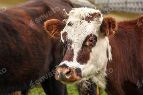Preview: Closeup View Of The Face Of A Reddish And White Cow