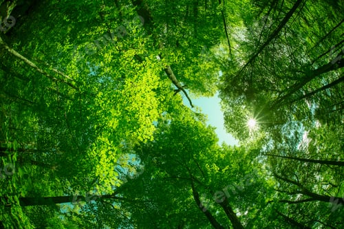 Preview: Beautiful Canopy Of Green Trees Looking Upwards