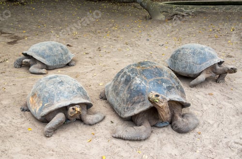 Preview: Four Giant Tortoises On Isabela Island In The Galapagos Islands In Ecuador