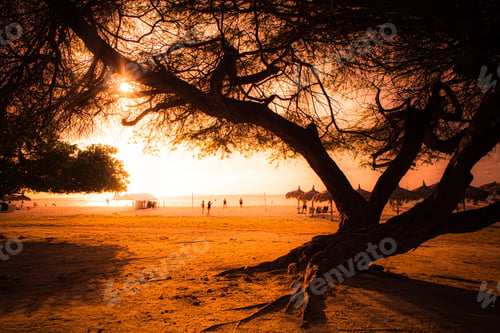 Preview: Sunset Along Eagle Beach Aruba With Colorful Sky And Divi Divi Tree.