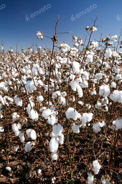 Preview: Cotton Balls Ready To Be Harvested In Contrast To Blue Sky In The State Of Mato Grosso Do Sul
