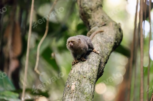 Preview: Pygmy Monkey, The Smallest Monkey In The World, In The Amazon Rainforest Near Iquitos, Peru