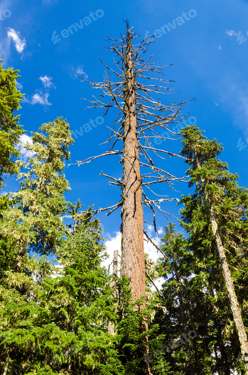 Preview: Dead Pine Tree Rising High Above Living Pine Trees In Mt. Hood National Forest