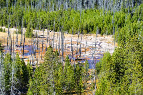 Preview: Norris Geyser Basin And Trees In Yellowstone National Park